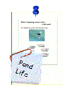 4_The_Pond.pdf